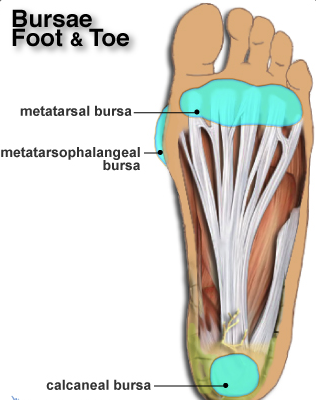 Bursitis In The Foot Back In Action Physio Injury Information