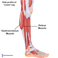 The Calf Muscles - Gastrocnemius & Soleus - Actions & Anatomy